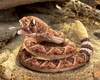 Folkmanis Puppet <br>Rattlesnake Folkmanis Puppet <br>Rattlesnake