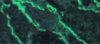 Green Marble Engraves Gold Green Marble Engraves Gold