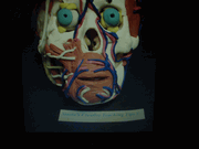 Hands-On Body System's ACTIVITY: Step-by-Step Facial Anatomy Hands-On Body System's ACTIVITY: Step-by-Step Facial Anatomy
