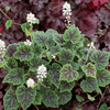 <shop>TIARELLA <shop>TIARELLA