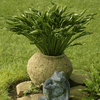 Praying Hands<br>HOSTA OF THE YEAR 2011 Praying Hands<br>HOSTA OF THE YEAR 2011