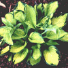 Rainforest Sunrise<br>HOSTA OF THE YEAR 2013 Rainforest Sunrise<br>HOSTA OF THE YEAR 2013
