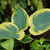 First Frost<br>HOSTA OF THE YEAR 2010 First Frost<br>HOSTA OF THE YEAR 2010