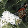 butterfly bush White Profusion<br>^^^ Coming May 2023 ^^^ butterfly bush White Profusion<br>^^^ Coming May 2023 ^^^
