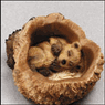 Grizzly Critter Keeper Stone Critters Figurine Grizzly Critter Keeper Stone Critters Figurine