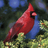 Northern Cardinal II Audubon Birds 500 Piece Puzzle Northern Cardinal II Audubon Birds 500 Piece Puzzle