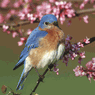 Eastern Bluebird II Audubon Birds 500 Piece Puzzle Eastern Bluebird II Audubon Birds 500 Piece Puzzle