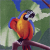 Orange and Blue Parrot Needlepoint Canvas Orange and Blue Parrot Needlepoint Canvas