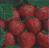 Strawberries Needlepoint Canvas