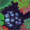 Black Grapes Needlepoint Canvas