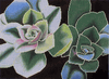 Agave Needlepoint Canvas