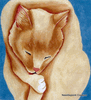 Cat Bathing Needlepoint Canvas