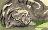 Cat Sun Bathing Needlepoint Canvas Cat Sun Bathing Needlepoint Canvas
