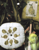 Pear Wreath by Koneta A. Hurlstone & Amy Bruecken Pear Wreath by Koneta A. Hurlstone & Amy Bruecken