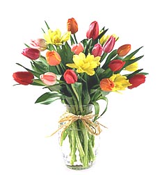 20 Spring Tulips - Delivery To Presbyterian Hospital 20 Spring Tulips - Delivery To Presbyterian Hospital