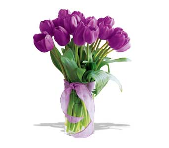 20 Purple Tulips - Delivery To Prsbyterian Hospital 20 Purple Tulips - Delivery To Prsbyterian Hospital