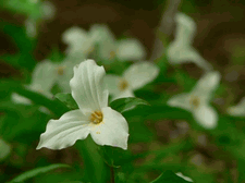 Great White Trillium