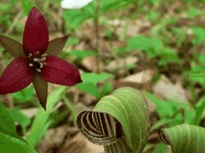 Red Trillium & Jack-in-the-Pulpit