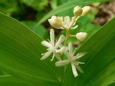 False Solomon's Seal