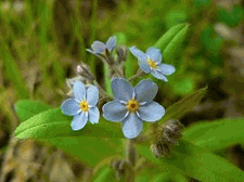 Perennial Forget-me-not