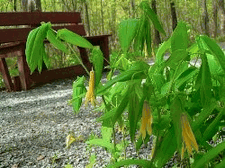 Merrybells (Bellwort)
