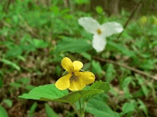 Yellow Downy Violet