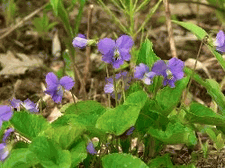 Wild Blue Violets