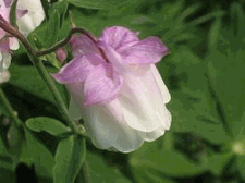 McKana Columbine