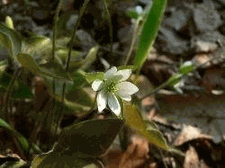 Hepatica