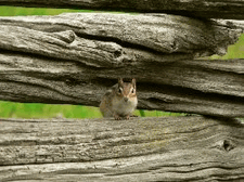 A 'Stumpy' Sighting!