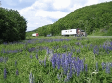 Perennial Lupine