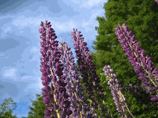 Lupine Fest!