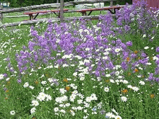 Daisies & Dame's Rocket