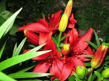 Red Lilies