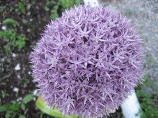 Allium Globe Master