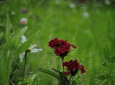 Sweet William - The Dark Side!
