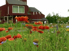 Blanket Flower