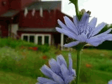 Chicory