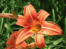 Lilies Up Close!