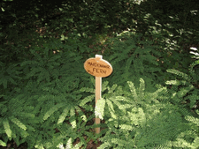Maidenhair Fern