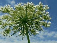 Queen Anne's Lace reaches for the sky!