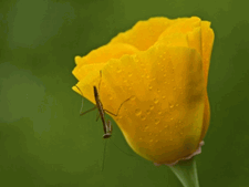 California Poppy