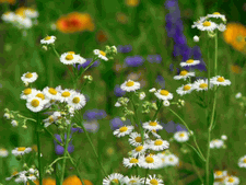 A Natural Beauty!