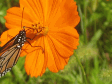 Orange Cosmo & Beautiful Monarch