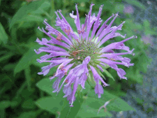 Pond Flowers 3