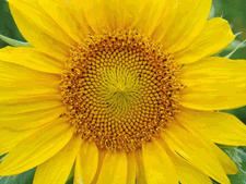 Sunflower Close Up!