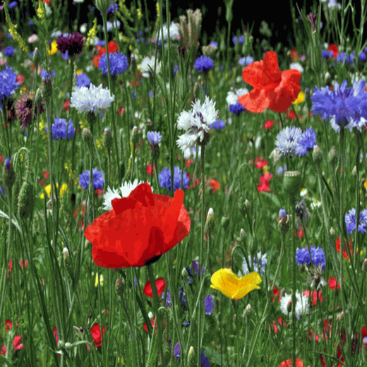 All Annual Wildflower Seed Mix