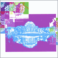 Jefferson Blossoms - Berry Jefferson Blossoms - Berry