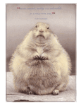 Fat Squirrel Fat Squirrel
