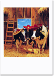 Cows in Sombreros Cows in Sombreros
